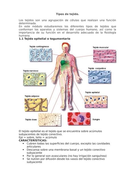 Los Tipos De Tejidos Tipos De Tejido Anatomia Y Fisiologia Humana