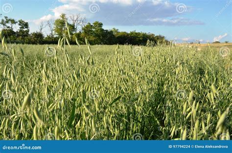 Oats Growing In Field Stock Photo Image Of Grain Nature