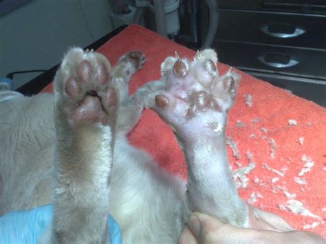 Cellulitis And Abscess In Cats Paw Cats Paw Cats Paw