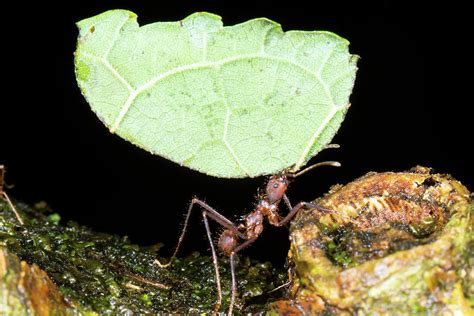 Leafcutter Ant Photograph by Dr Morley Read | Fine Art America