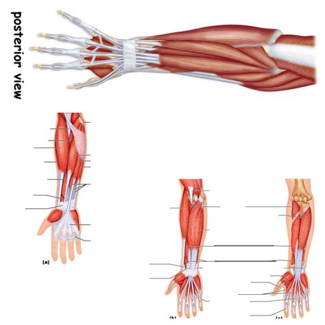 Muscles That Move The Wrist And Fingers Diagram Quizlet