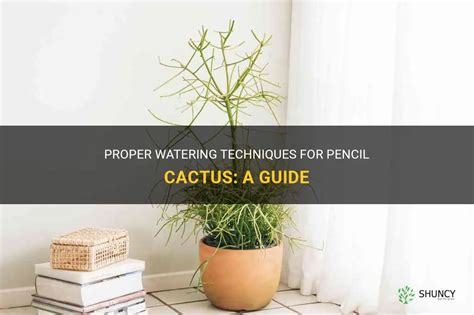 Proper Watering Techniques For Pencil Cactus A Guide Shuncy