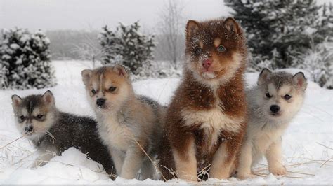 Puppies In The Snow Wallpapers Wallpaper Cave