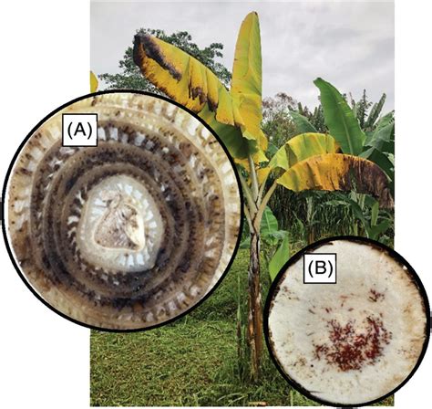 Typical Symptoms Of Fusarium Wilt Shown On Banana Plants Selected For Download Scientific