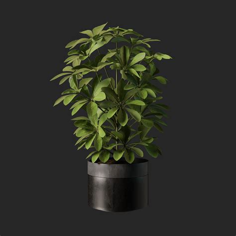 Plant Indoor Plants Models BlenderKit