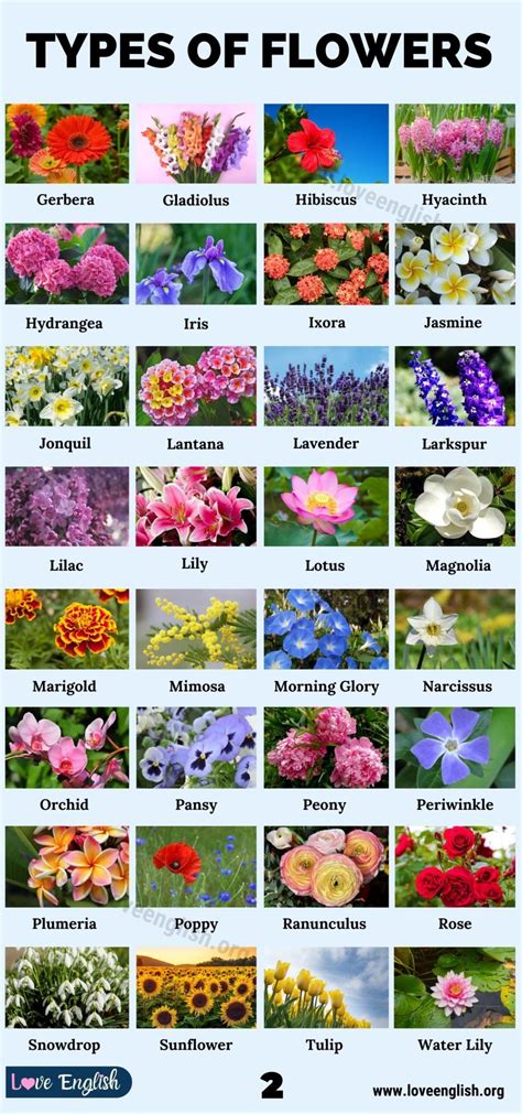 Discover 70 Different Types Of Flowers In The World