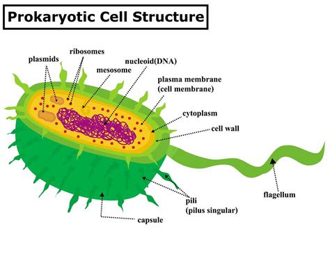 Prokaryotic Cell Structure Diagram A Bacterial Anatomy A Prokaryote Is A Cellular Organism