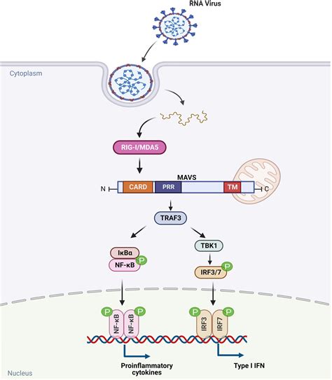 SARSCoV2 Modulation Of RIGIMAVS Signaling Potential Mechanisms Of