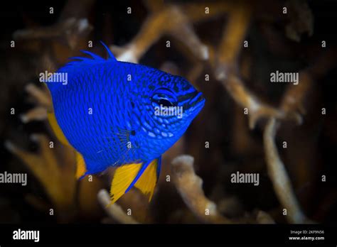 Colourful Damsel Fish Swimming Above Coral Reef In The Pacific Ocean