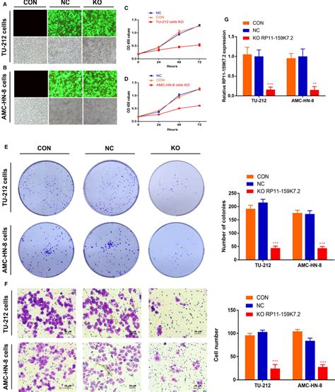 RP11159K7 2 Inhibition Reduces LSCC Cell Proliferation And Invasion