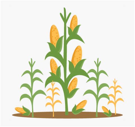 Corn Stalk With Corn Clipart