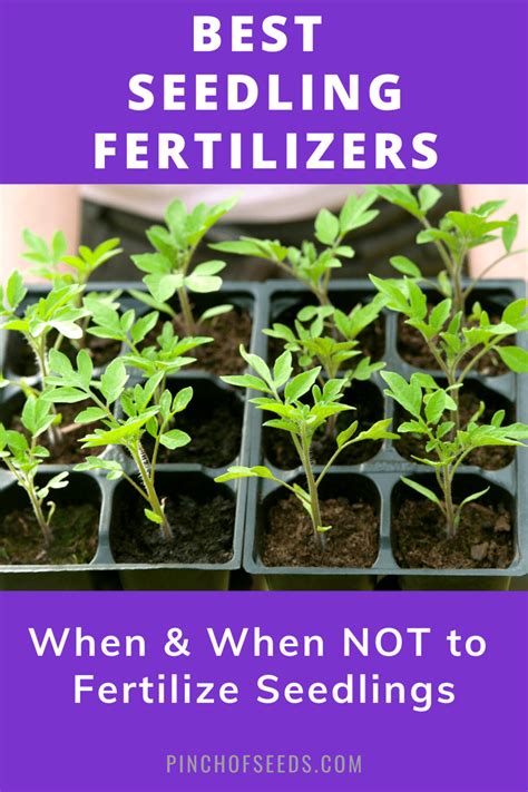 Seedling Fertilizers When How Best Fertilizers Pinch Of Seeds