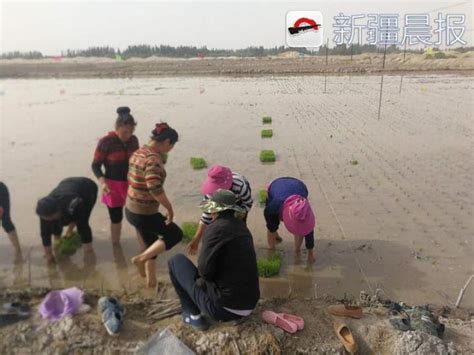 袁隆平团队海水稻插秧新疆喀什 盐碱地上生机盎然