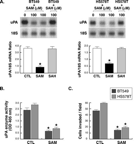 Effects Of Adomet Sam On Upa Expression In The Invasive Bt And