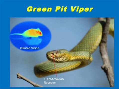 Pit Vipers ‘see Infrared Radiation Nazarene Notes