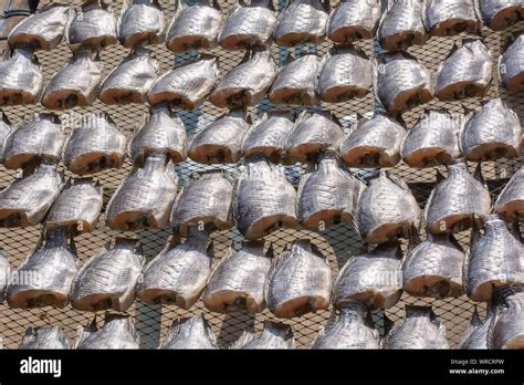 Oreochromis Niloticus Hi Res Stock Photography And Images Alamy