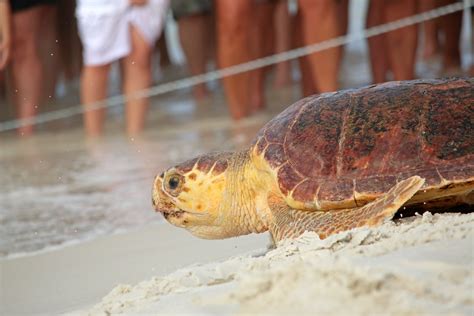 Releasing Four Sea Turtles On Okaloosa Island Outdoor Devil