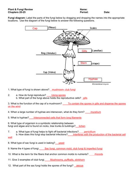 Fungi Plant Review Answers