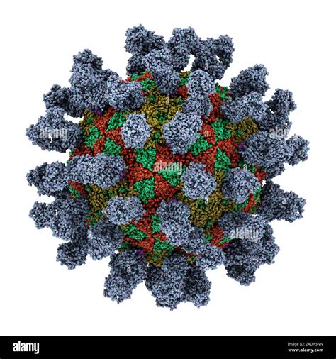 Foot-and-mouth disease virus. Computer model of the foot-and-mouth ...
