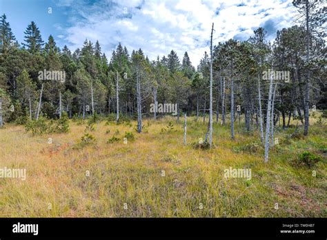 Hinterzarten Moor Fotos Und Bildmaterial In Hoher Aufl Sung Alamy