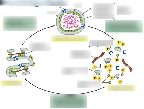 The Nuclear Envelope Breaks Down And Reforms During Mitosis Diagram Quizlet