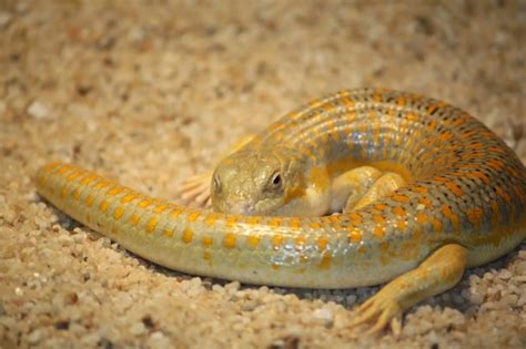 Schneiders Skink Facts Diet Habitat And Pictures On Animaliabio