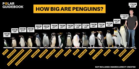17 Ice-Cool Emperor Penguin Facts [#13 Will Melt Your Heart] - Polar