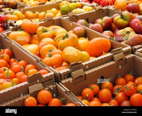 Tomatoes Variety Type Choice Hi Res Stock Photography And Images Alamy