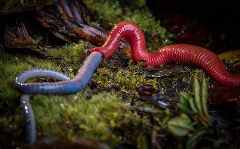 Giant Flesh-Eating Leech of Borneo