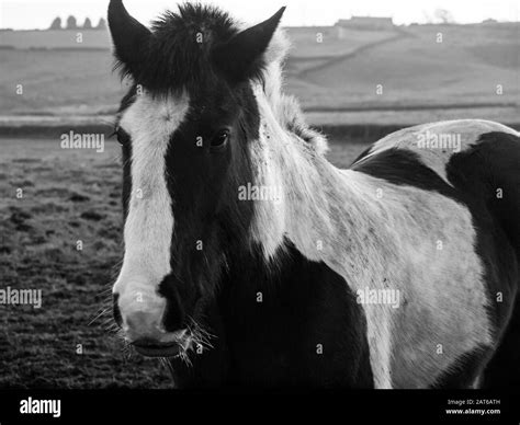 Black And White Horse Portrait In Rural Field Stock Photo Alamy