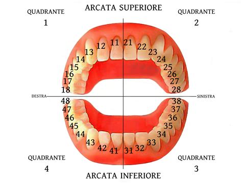 Numerazione Denti Dentista 24 Ore Milano