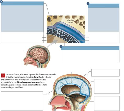 Cranial Meninges And Cerebrospinal Fluid Diagram Quizlet