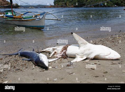 Sharks Caught By Traditional Fishermen Are Placed On The Sand On The