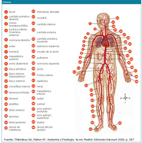 Arterias Conducen La Sangre Desde El Coraz N Y La Distribuyen Por El