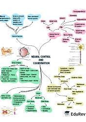 Mind Map Neural Control And Coordination Biology Class Neet Pdf