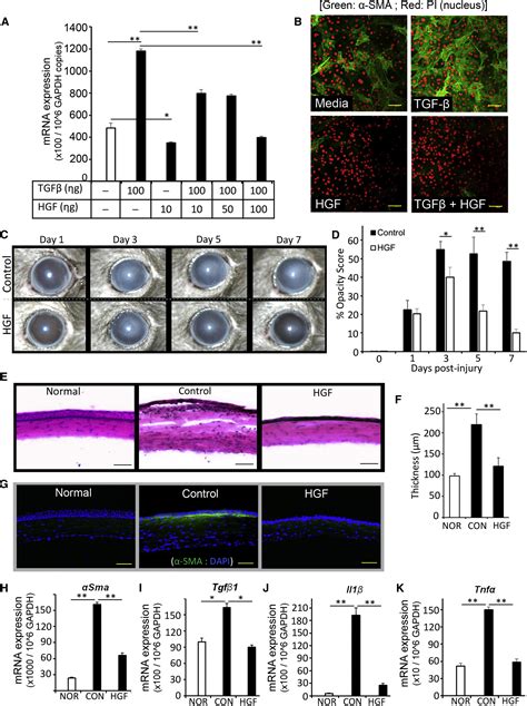 Restoration Of Corneal Transparency By Mesenchymal Stem Cells Stem