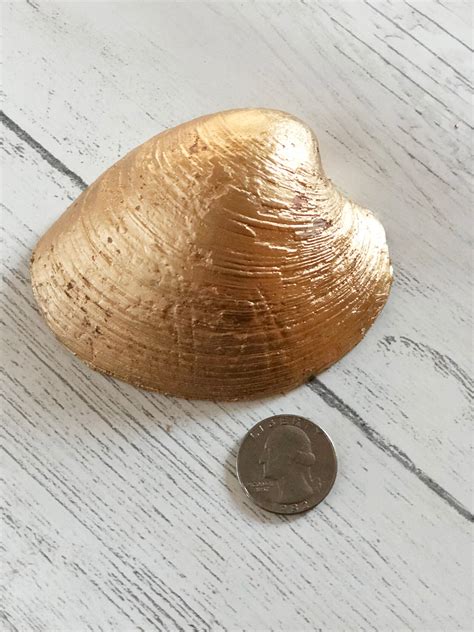 Quahog Shell Large Clam Shell : Jewelry Dish Trinket Dish | Etsy