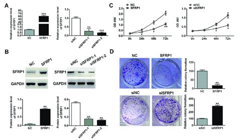 Effects Of Sfrp On Cells Proliferation A Sfrp Mrna Level Upon