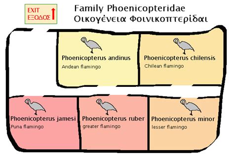 Phoenicopteridae