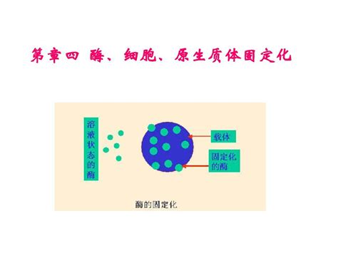 第四章固定化酶word文档在线阅读与下载无忧文档