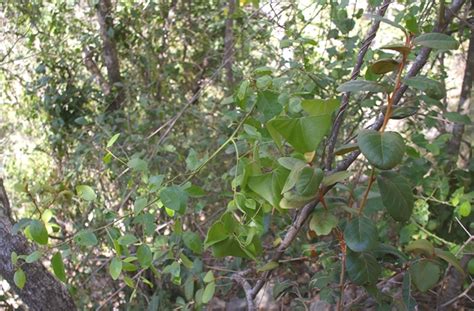 Capparis Sepiaria Left To Mid Dioscorea Transversa Mid Flickr