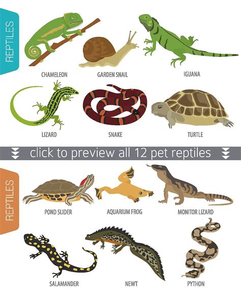 Pet reptiles and amphibians set | Reptiles pet, Reptiles, Amphibians