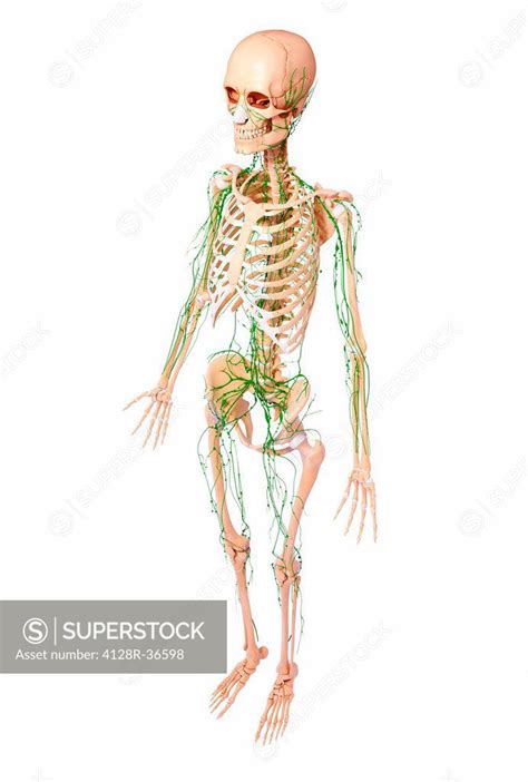 Human Lymphatic System Computer Artwork Superstock