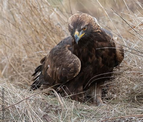 The golden eagle is a bird of prey. This powerful eagle is North ...