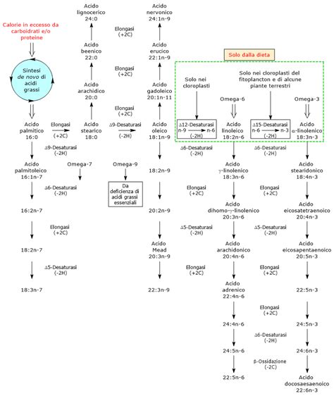 Meccanismo Di Sintesi Degli Acidi Grassi