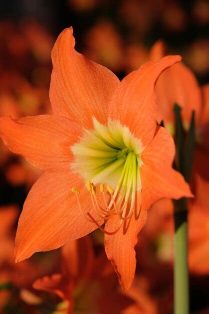 Premium Photo Amaryllis Is The Only Genus In The Subtribe