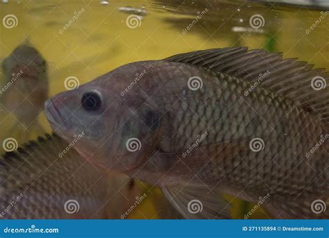 Nile Tilapia Oreochromis Niloticus En Acuario Foto De Archivo Imagen De Sano Primer 271135894