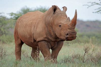 Radioactive Rhino Horns May See The End Of Poaching In South Africa