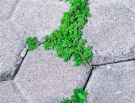 8 ways to remove weeds from your patio or pavers – Artofit