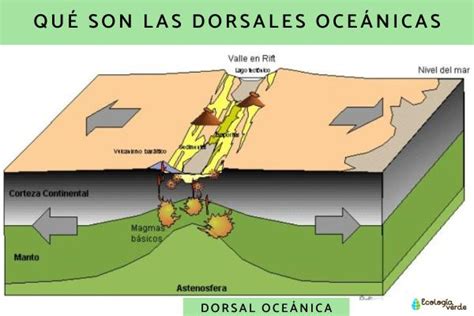 Qué es una dorsal oceánica y cómo se forma Periodistasdegenero org